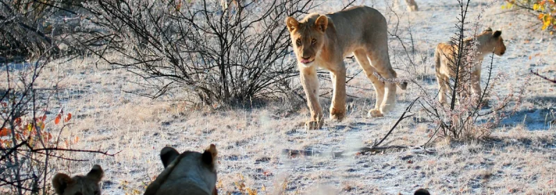 Safari: un'esperienza di vita reale. Ecco come fare e quali le migliori mete