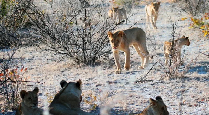 Safari: un'esperienza di vita reale. Ecco come fare e quali le migliori mete