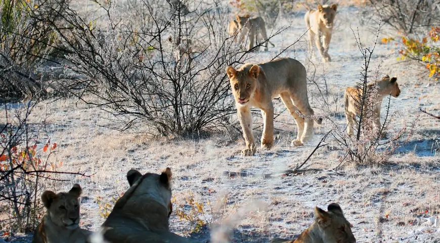 Safari: un'esperienza di vita reale. Ecco come fare e quali le migliori mete