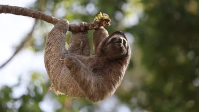 Avventura in Amazzonia