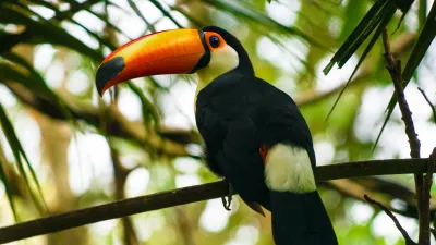 Avventura in Amazzonia