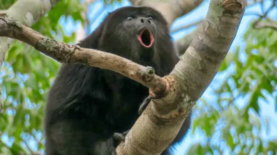 Avventura in Amazzonia