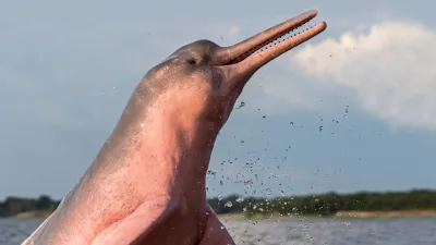 Avventura in Amazzonia