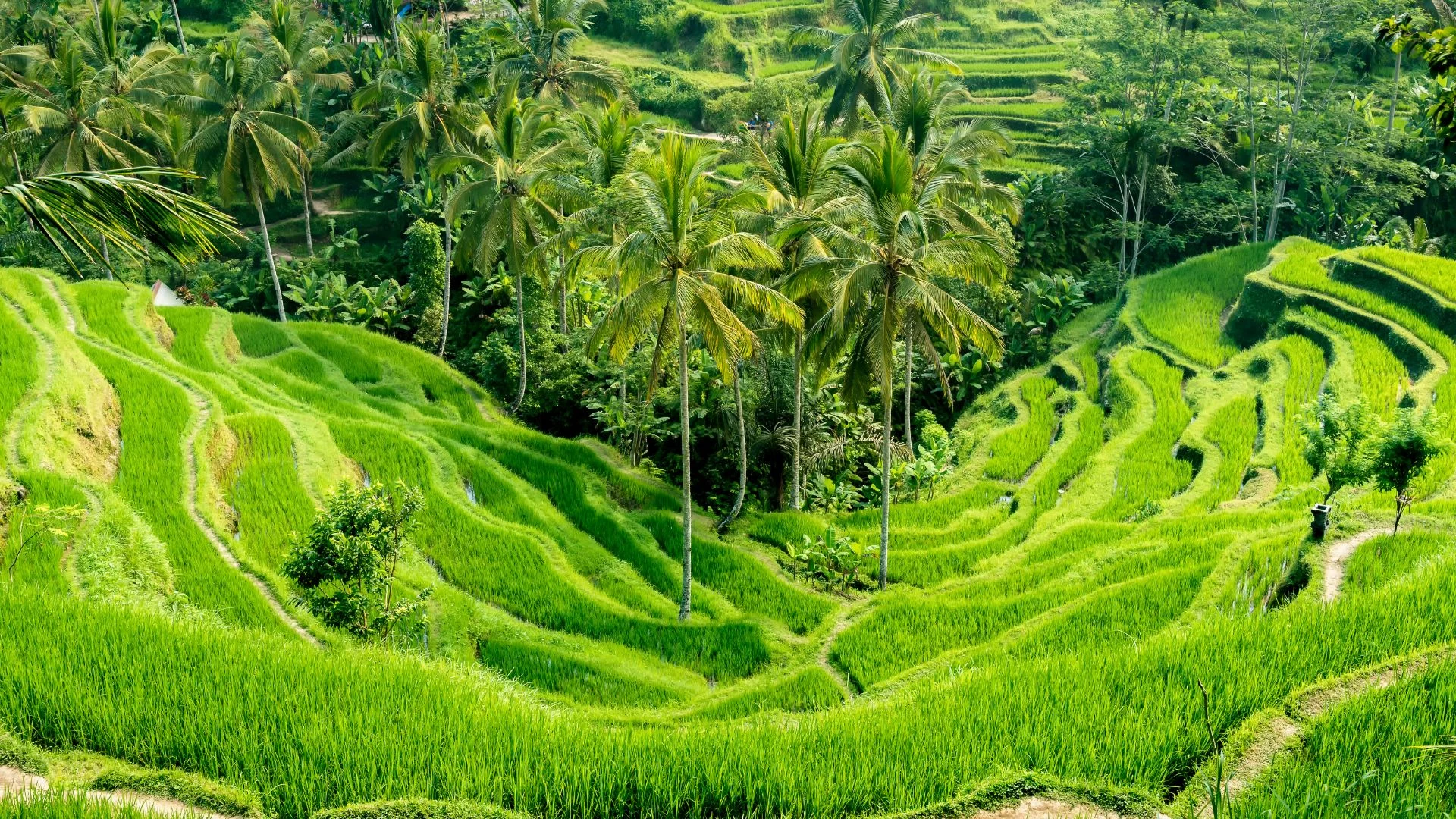 Indonesia: Bali e Gili