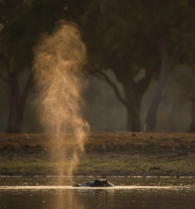 Botswana wild