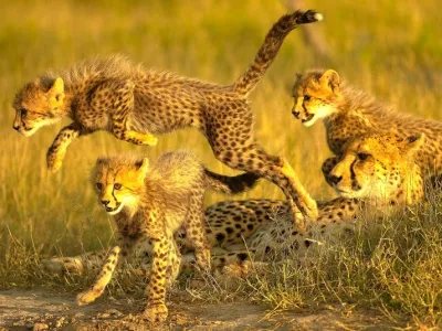 Botswana wild