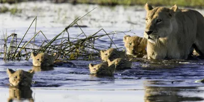 Botswana wild