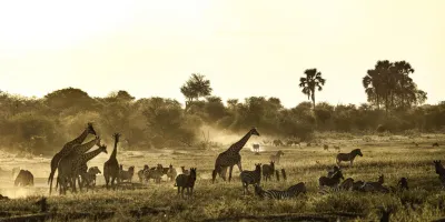 Botswana wild
