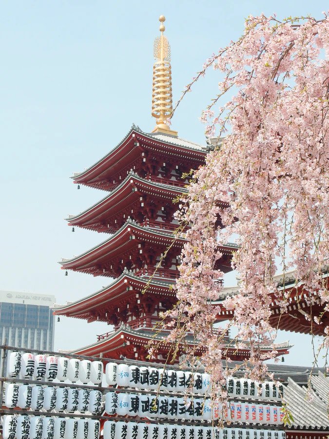 Giappone: la fioritura dei ciliegi