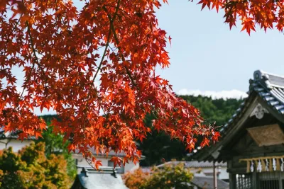 Giappone Foliage