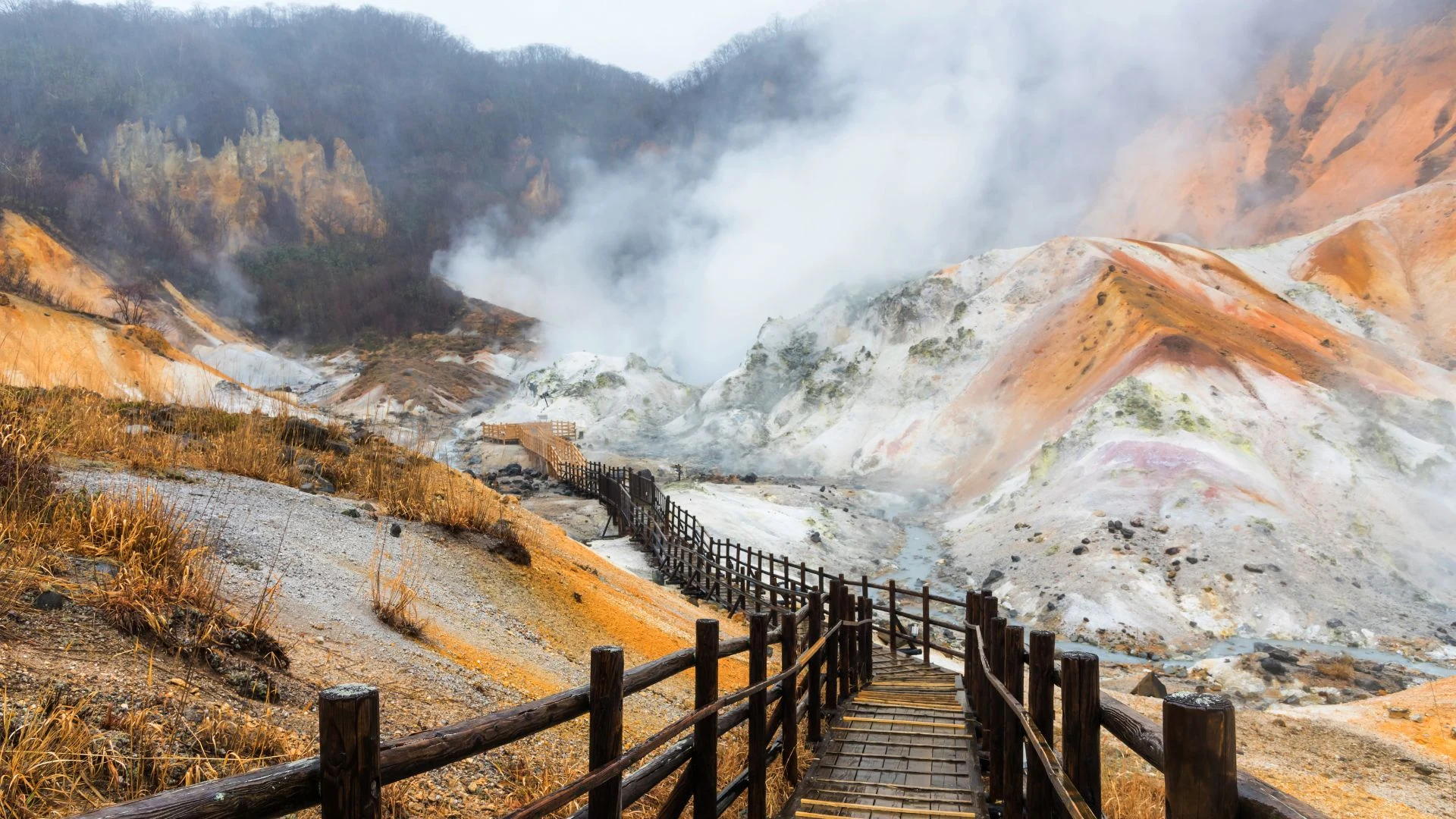 Giappone: fioritura nell'Hokkaido