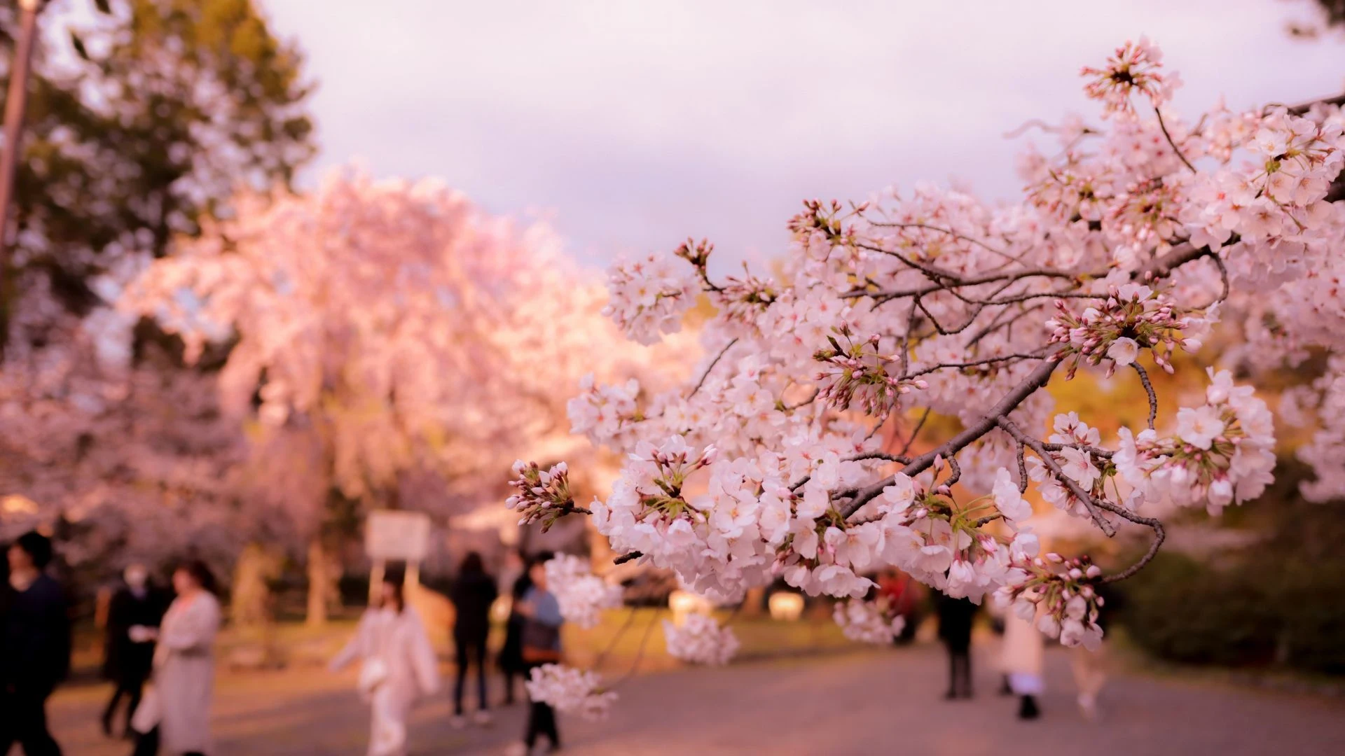 Giappone: fioritura nell'Hokkaido
