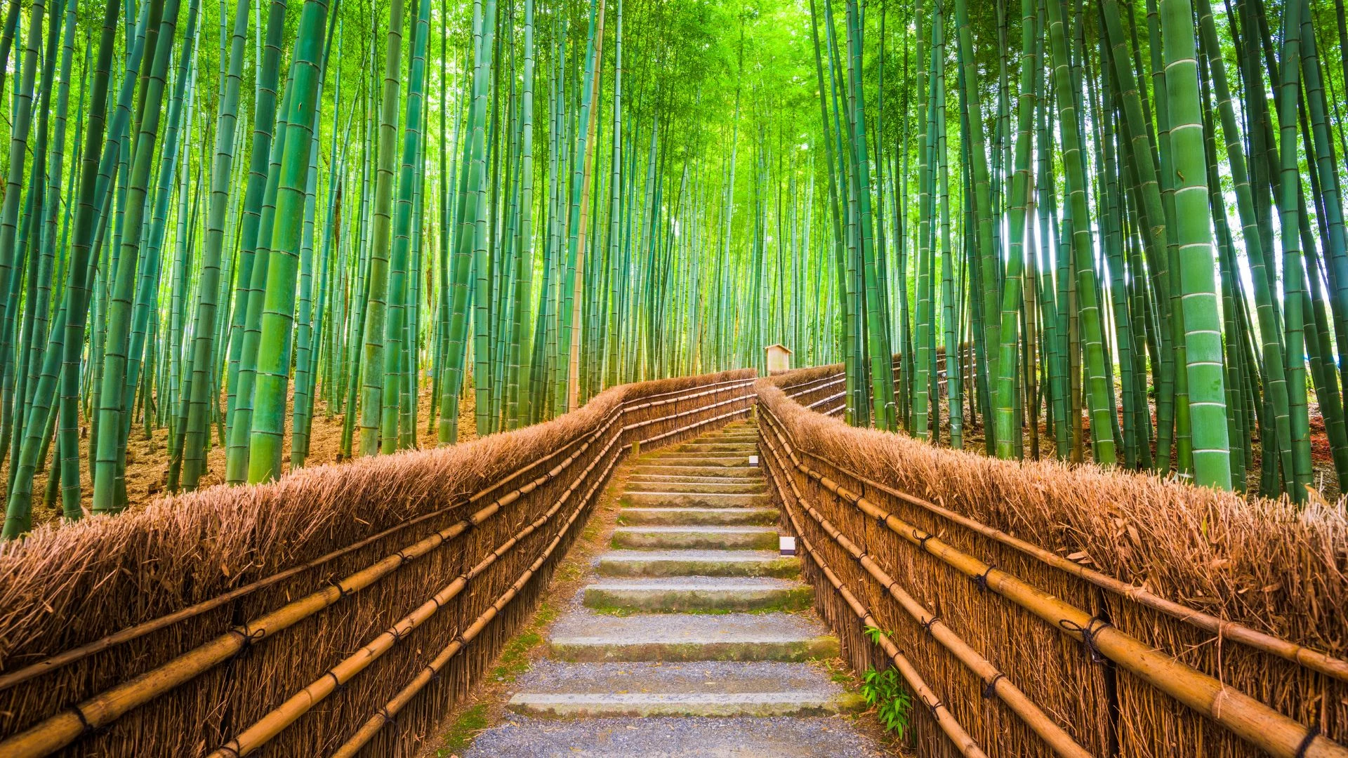 Giappone: da Tokyo al Kumano Kodo