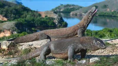 Indonesia: Bali e Komodo