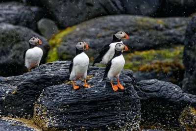 Puffin in Islanda