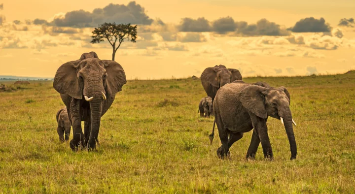 Kenya: safari e spiagge 