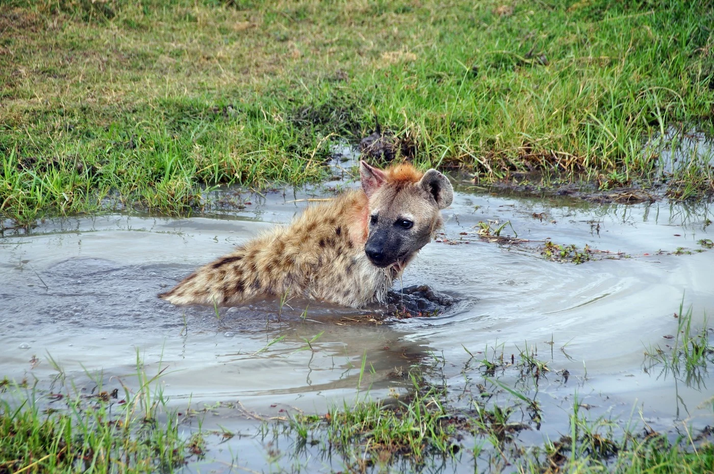Kenya: safari e spiagge