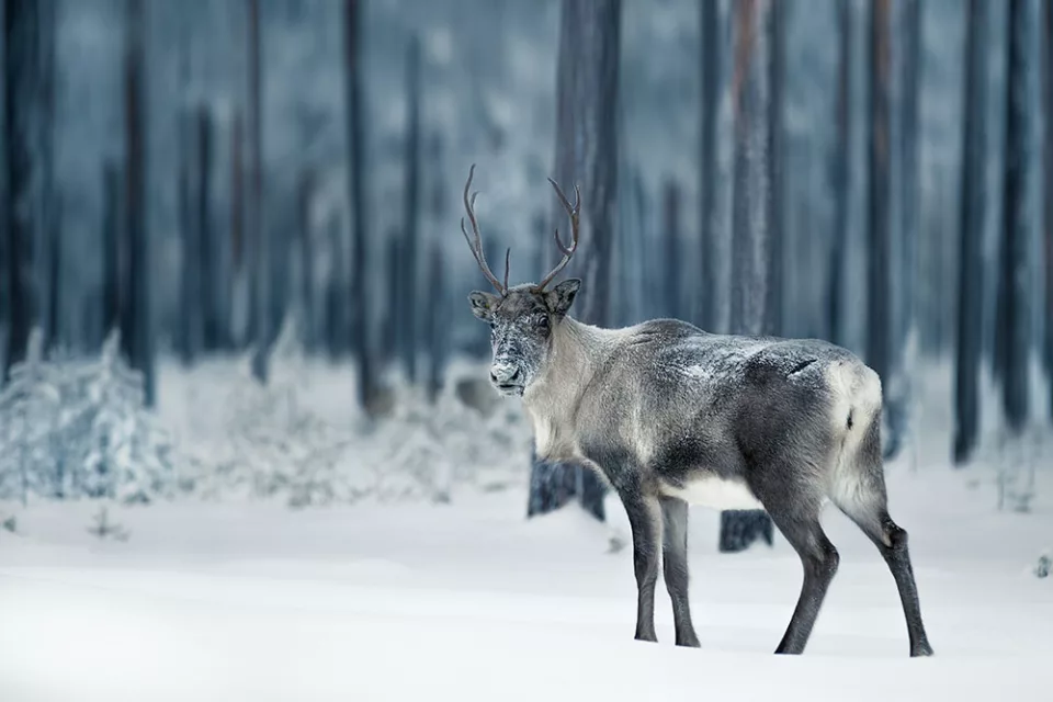 Lapponia, viaggio di gruppo a caccia di aurore boreali