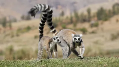 Madagascar: Grand Tour del sud