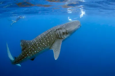 Maldive rotta Sud-Nord
