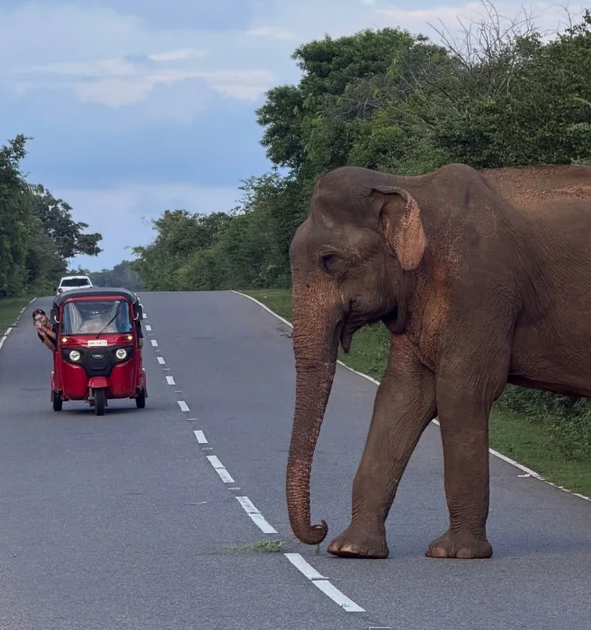 Sri Lanka in Tuk Tuk Sri Lanka in Tuk Tuk