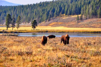 Usa: da Yellowstone a New York