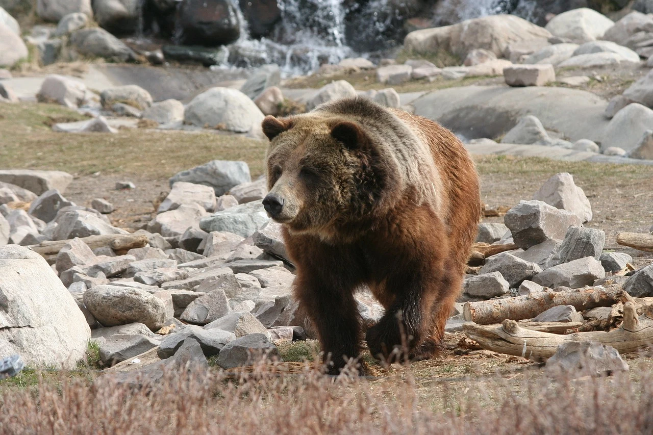 Usa: da Yellowstone a New York