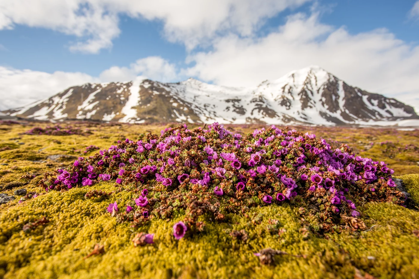 Svalbard: al Polo Nord d’estate