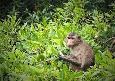 Thai adventure: i parchi del sud