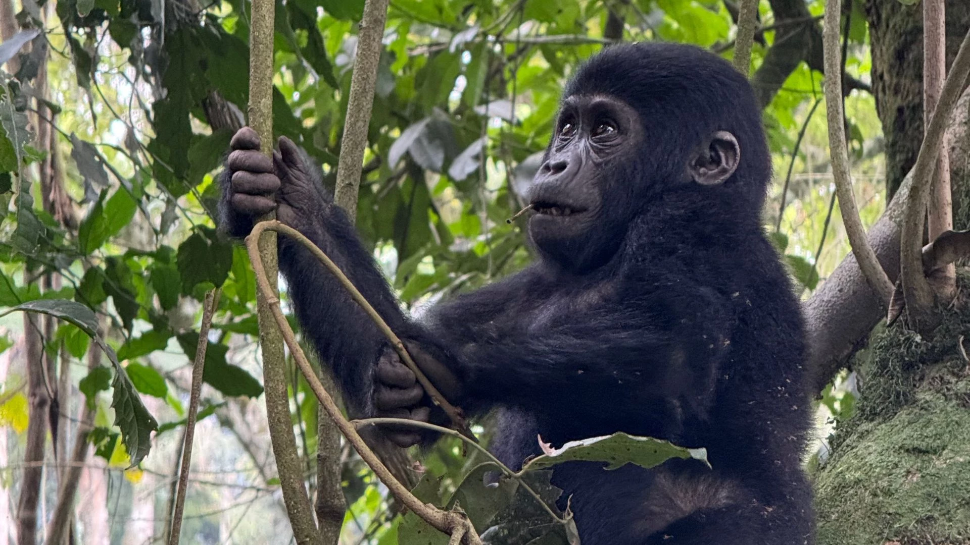 Uganda: Capodanno con i gorilla