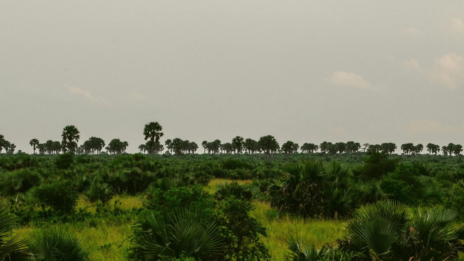 Uganda: Capodanno con i gorilla