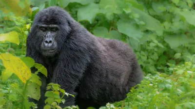 Uganda: Capodanno con i gorilla