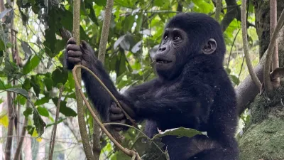 Uganda: Capodanno con i gorilla
