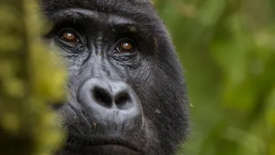Uganda: Capodanno con i gorilla