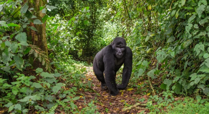 Uganda: nel regno dei primati Uganda: nel regno dei primati