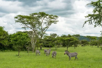 Uganda: nel regno dei primati
