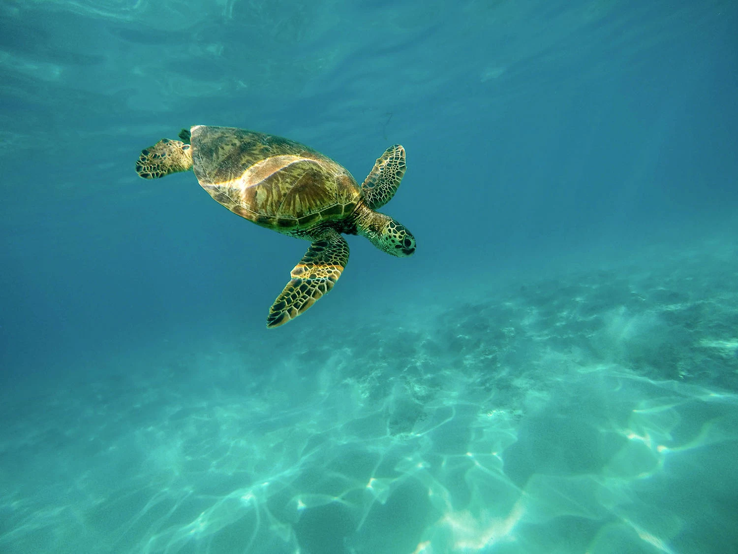 Hawaii trekking discovery