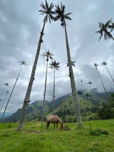 Colombia Wild