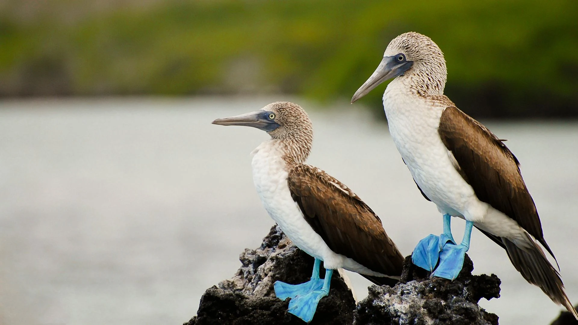 Ecuador e le selvagge Galapagos