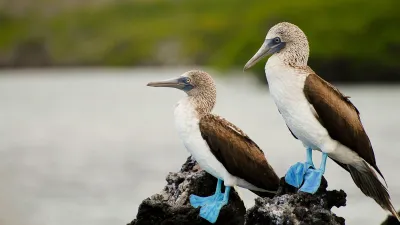 Ecuador e le selvagge Galapagos