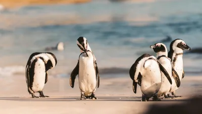 Ecuador e le selvagge Galapagos