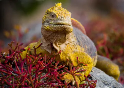 Ecuador e le selvagge Galapagos