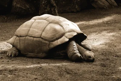 Ecuador e le selvagge Galapagos