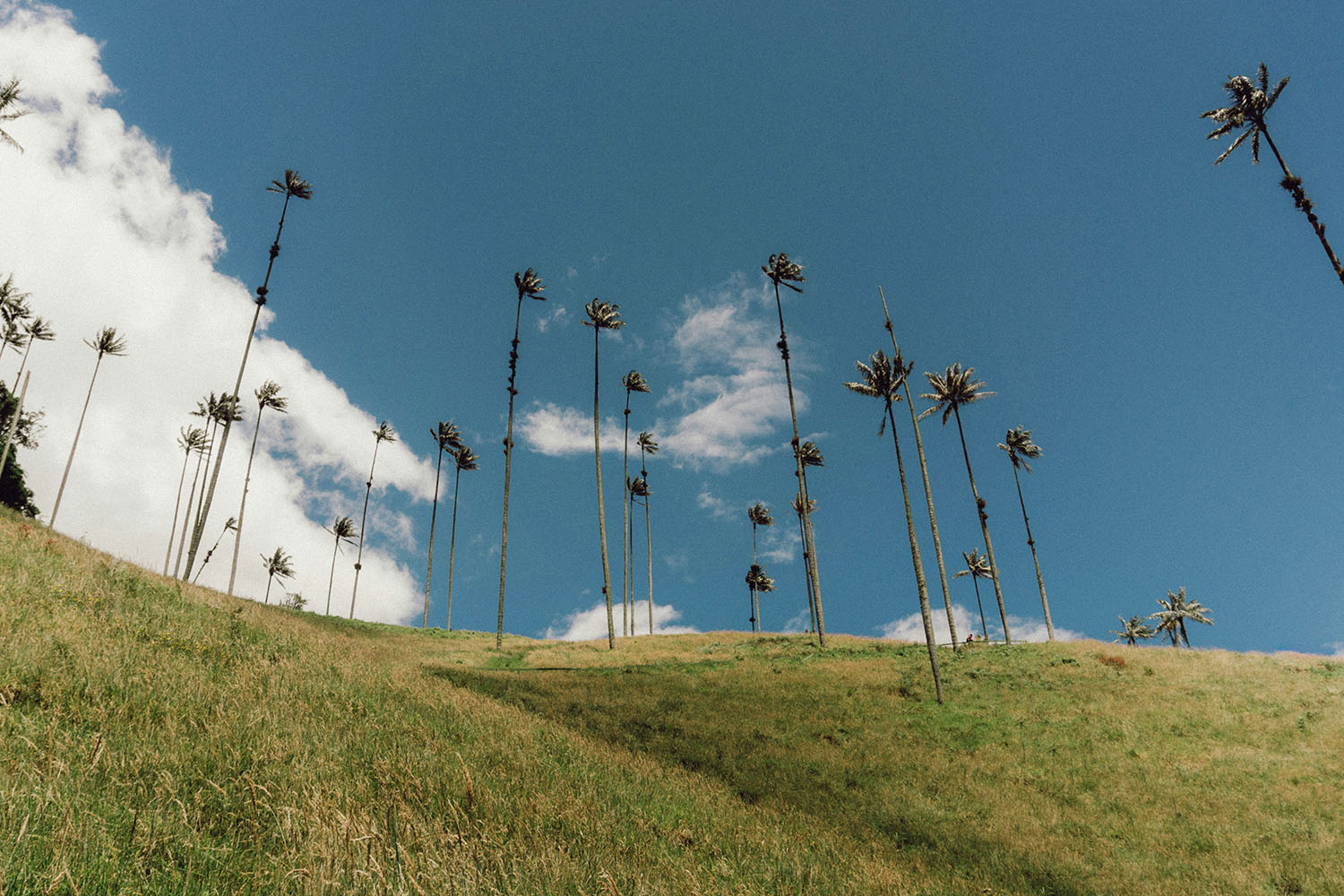 Valle de Cocora Valle de Cocora