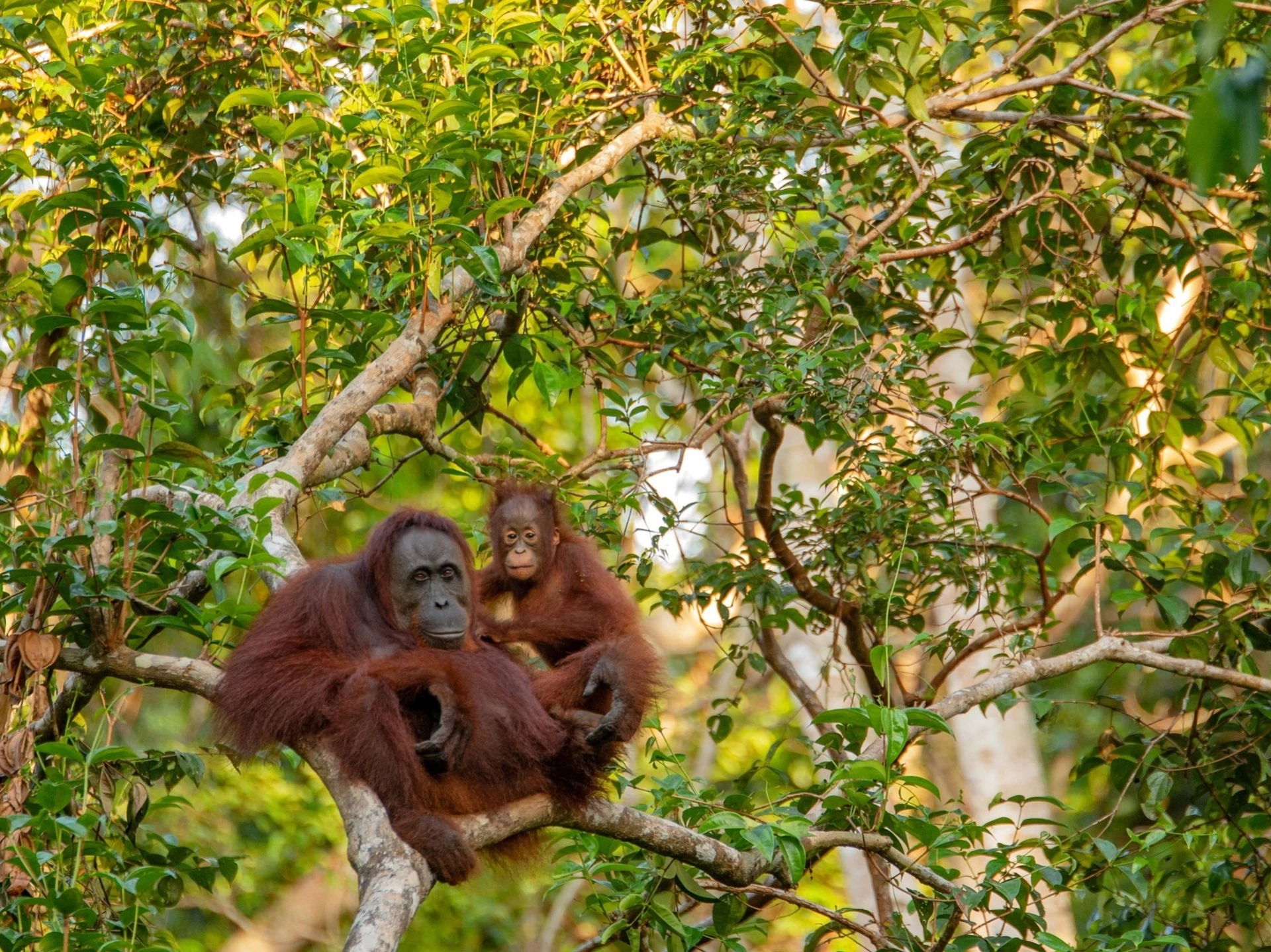 Sumatra Expedition