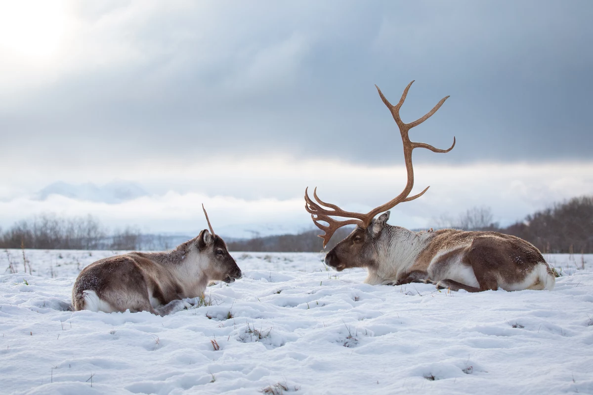 Norvegia: nuotiamo con le orche