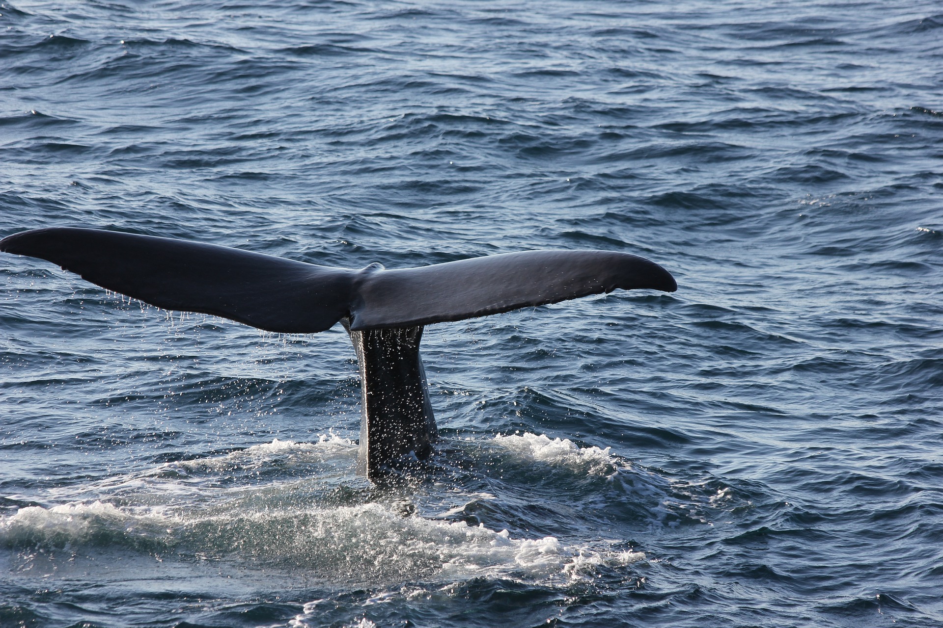 Norvegia: nuotiamo con le orche