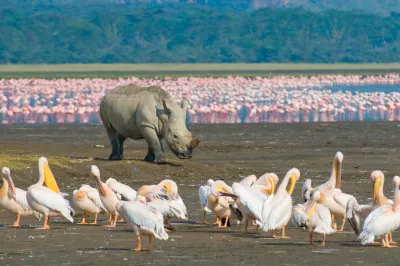 Safari in Kenya