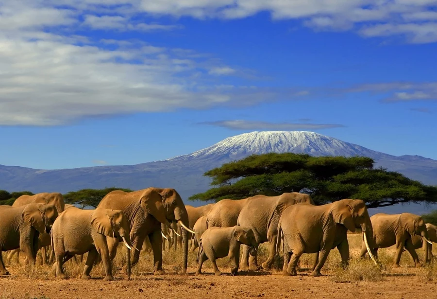 Safari in Kenya