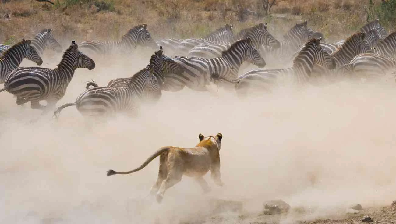 Safari in Kenya